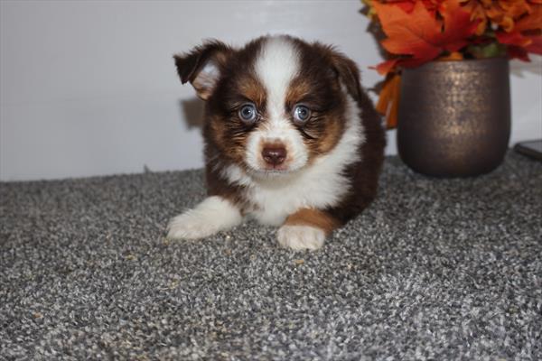 [#252573-01]  - Chocolate / Tan M Miniature Australian Shepherd Puppies For Sale