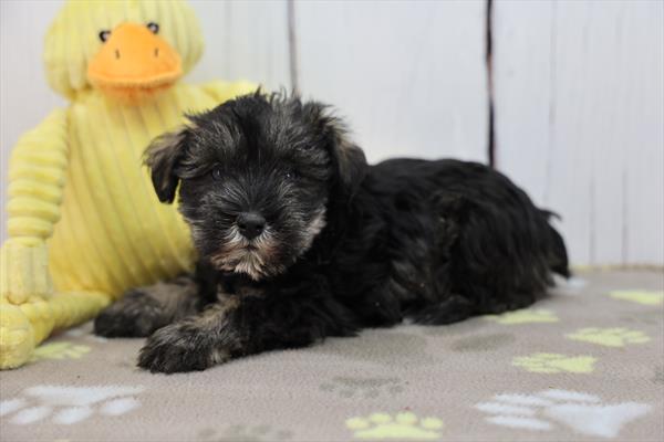 [#252510-04]  - Black F Miniature Schnauzer Puppies For Sale