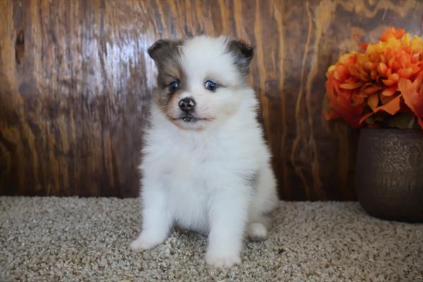 [#252598-01]  - Blue Merle M Pomeranian Puppies For Sale