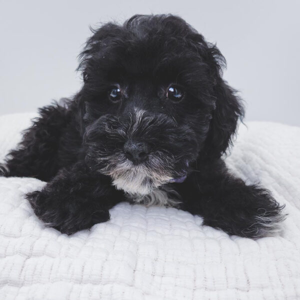 [#252503-01]  - Black / White M Schnoodle Puppies For Sale