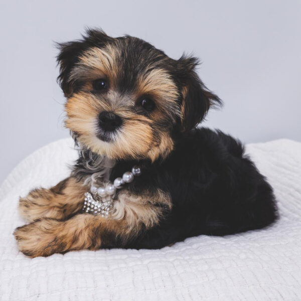 [#252554-04]  - Black / Tan F Morkie Puppies For Sale