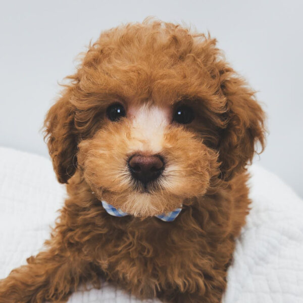 [#252741-01]  - Red M Poodle Puppies For Sale