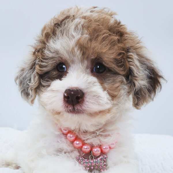 [#252841-05]  - Chocolate Merle F Poodle Puppies For Sale