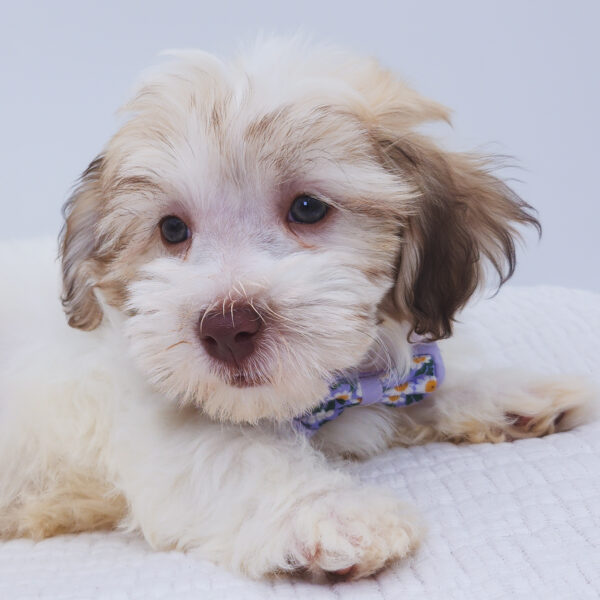 [#252894-03]  - White / Brown M Havanese Puppies For Sale