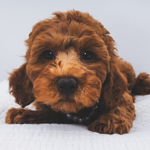 [#252828-05]  - Red F Goldendoodle Mini 2nd Gen Puppies For Sale