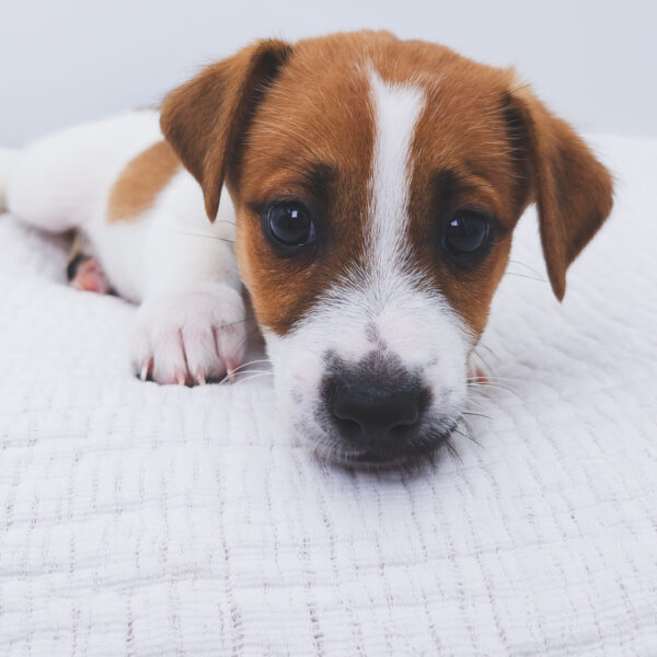 [#252879-05]  - Brown / White M Jack Russell Terrier Puppies For Sale