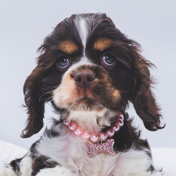 [#252854-06]  - Chocolate / White F Cocker Spaniel Puppies For Sale