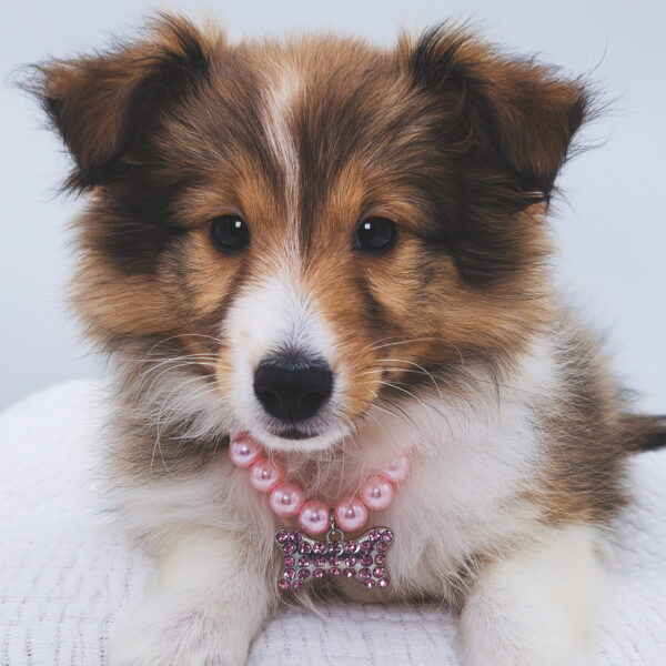 [#252888-04]  - Sable / White F Shetland Sheepdog Puppies For Sale
