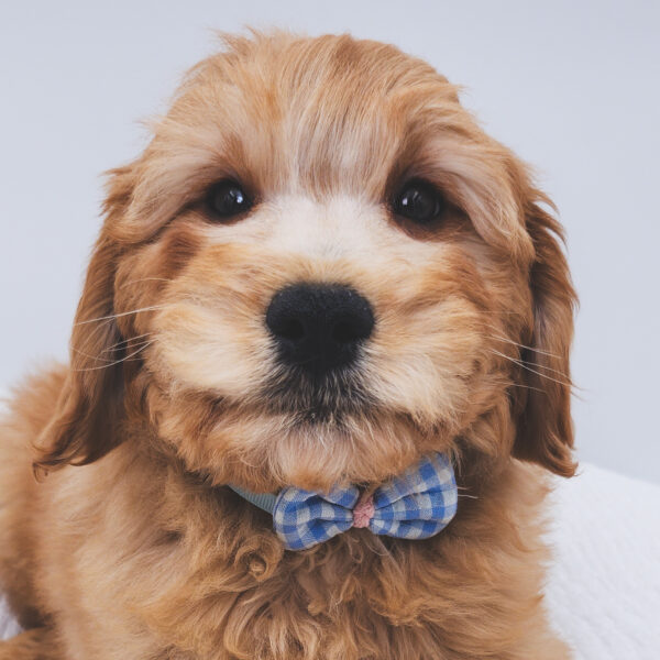 [#252748-01]  - Cream M Goldendoodle Mini 2nd Gen Puppies For Sale