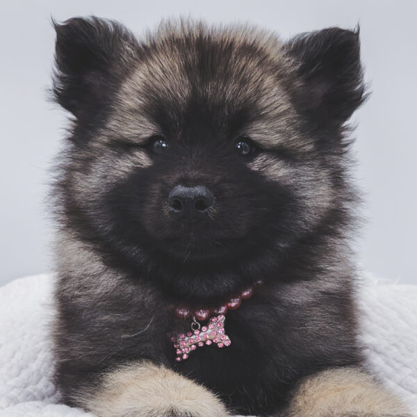 [#252984-04]  - Black Silver F Keeshond Puppies For Sale
