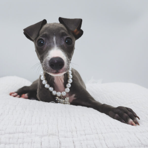 [#252849-04]  - Blue / White F Italian Greyhound Puppies For Sale