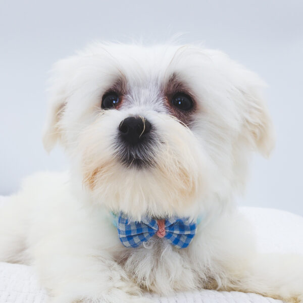 [#252719-02]  - White M Maltese Puppies For Sale