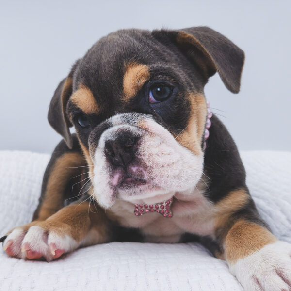 [#252936-05]  - Blue / White F Beabull 2nd Gen Puppies For Sale