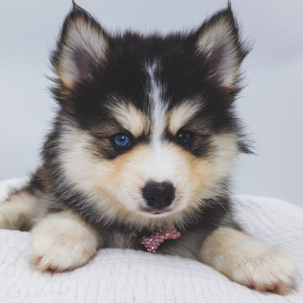 [#252846-06]  - Gray / White F Pomsky Puppies For Sale