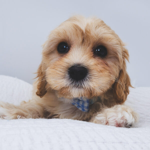[#253002-01]  - Cream M Cavapoo Puppies For Sale