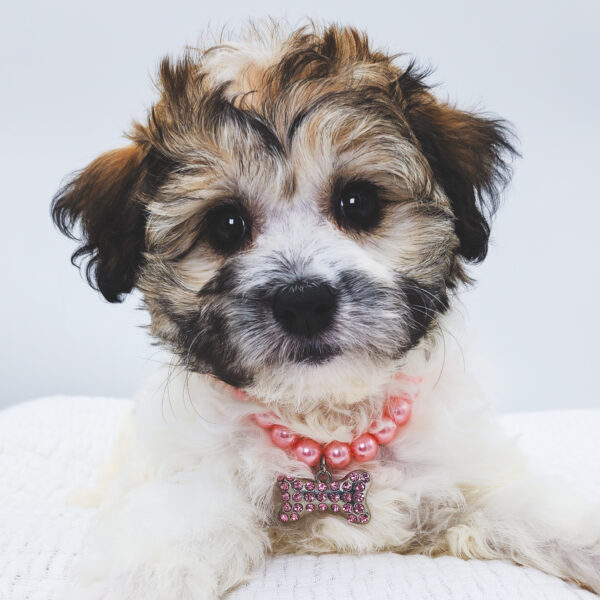 [#252895-06]  - White / Black F Havanese/CotonPoo Puppies For Sale