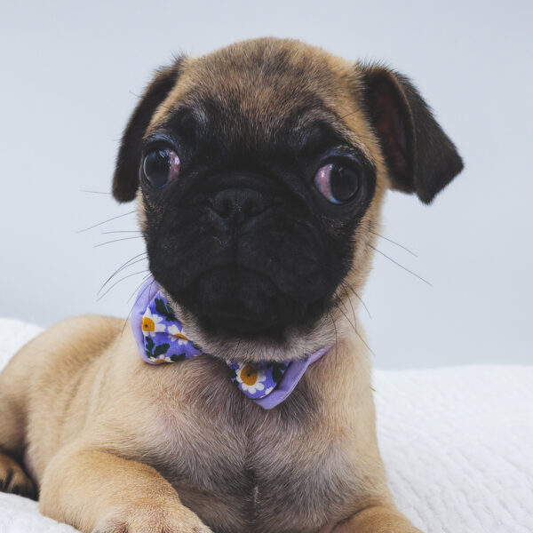 [#252924-01]  - Fawn M Pug Puppies For Sale