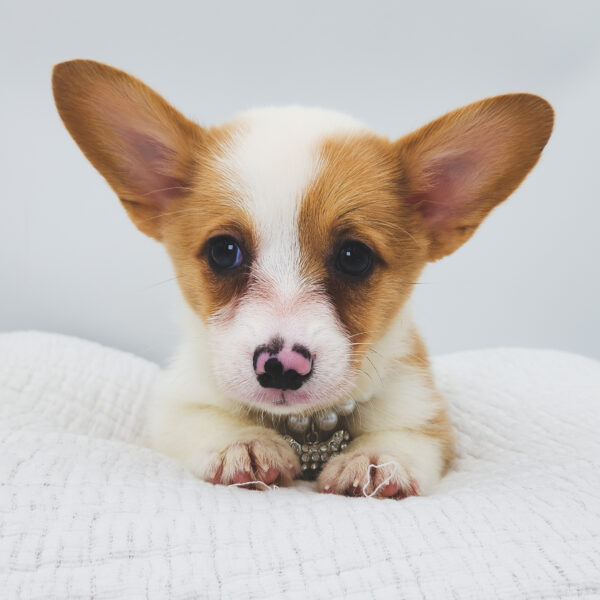 [#252880-05]  - Red Merle / White F Pembroke Welsh Corgi Puppies For Sale