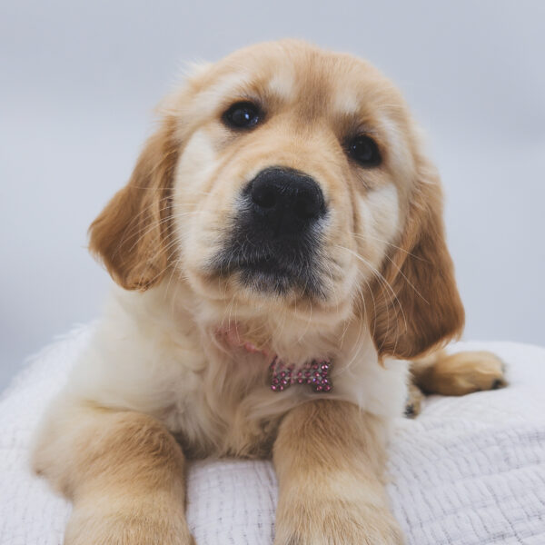 [#252882-06]  - Light Golden F Golden Retriever Puppies For Sale