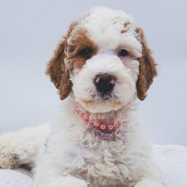 [#253243-05]  - Red / White F Poodle Standard Puppies For Sale