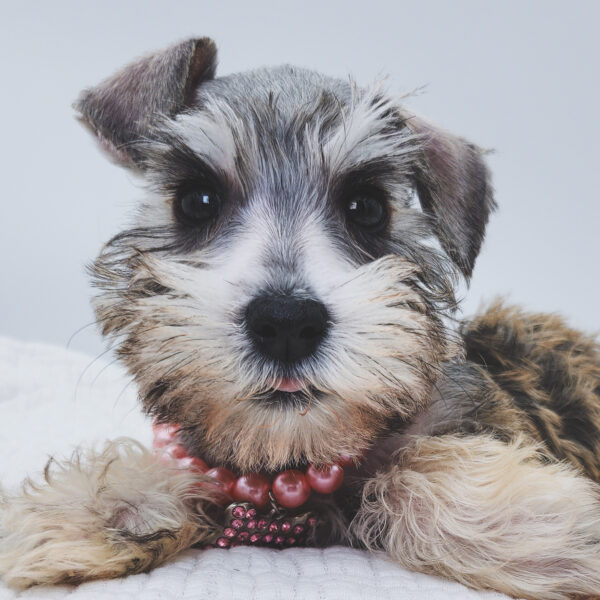 [#252978-05]  - Salt / Pepper M Miniature Schnauzer Puppies For Sale