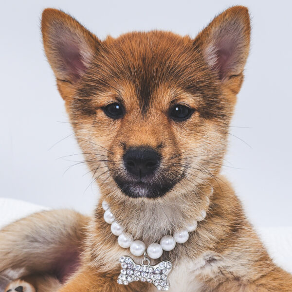 [#252981-04]  - Red F Shiba Inu Puppies For Sale