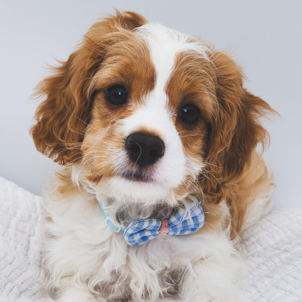 [#252950-01]  - Blenheim M Cavapoo Puppies For Sale