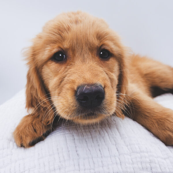 [#253078-05]  - Golden F Golden Retriever Puppies For Sale