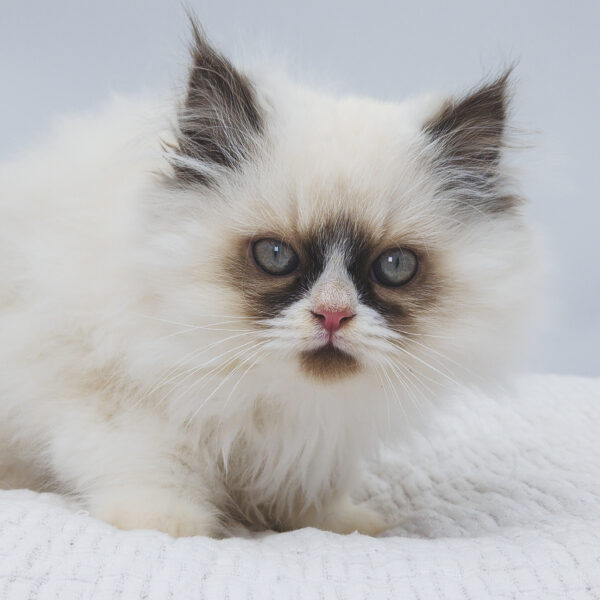 [#252774-02]  - Seal Points M Exotic Short Hair Kittens For Sale