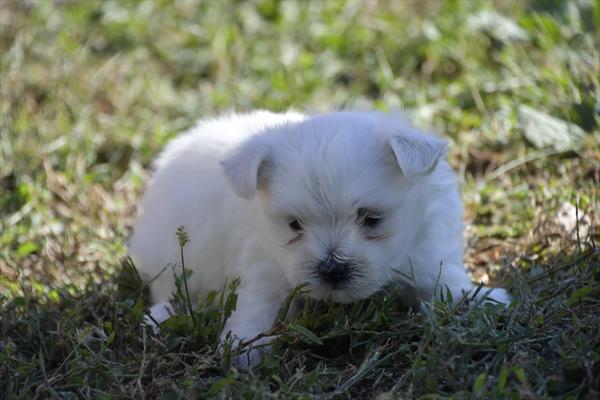 [#252719-02]  - White M Maltese Puppies For Sale
