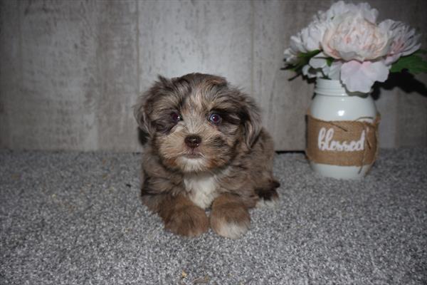 [#252852-01]  - Chocolate Merle F Miniature Schnauzer Puppies For Sale