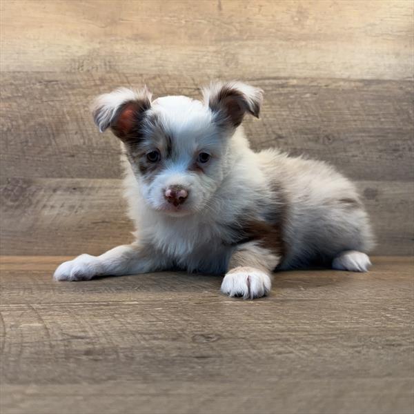 [#252877-03]  - Chocolate Merle F Miniature Australian Shepherd Puppies For Sale