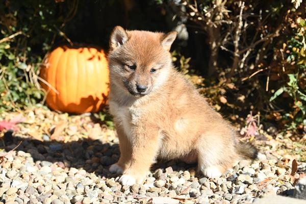 [#252981-04]  - Red F Shiba Inu Puppies For Sale