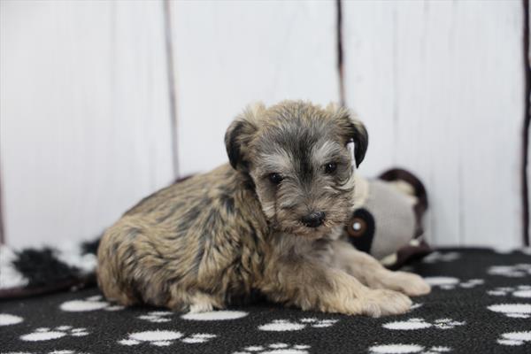 [#252978-05]  - Salt / Pepper M Miniature Schnauzer Puppies For Sale