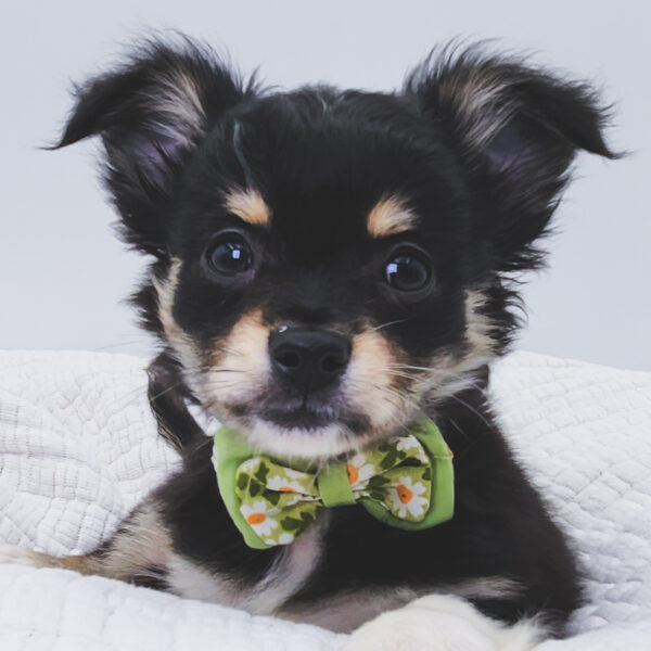 [#253121-02]  - Black / White M Chihuahua Puppies For Sale