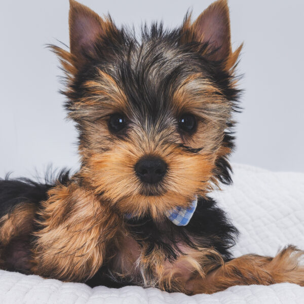 [#252970-01]  - Black / Tan M Yorkshire Terrier Puppies For Sale