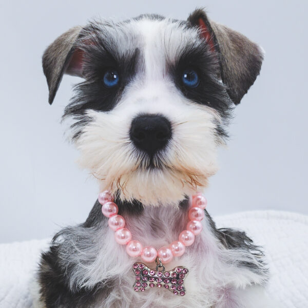 [#253113-06]  - Black / Silver F Miniature Schnauzer Puppies For Sale