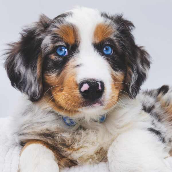 [#253072-02]  - Blue Merle M Australian Shepherd Puppies For Sale