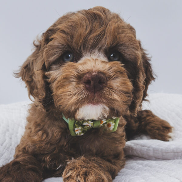 [#253075-01]  - Chocolate Merle M Cock A Poo Puppies For Sale