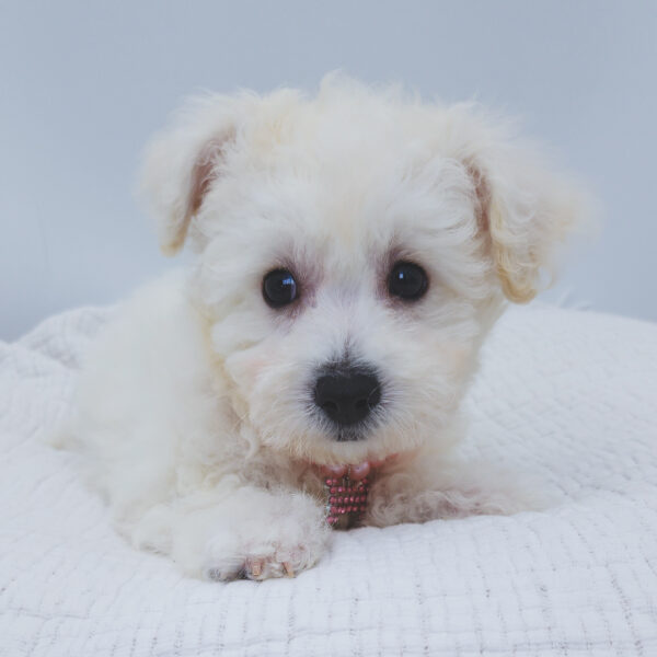 [#253036-04]  - White F Bichon Frise Puppies For Sale