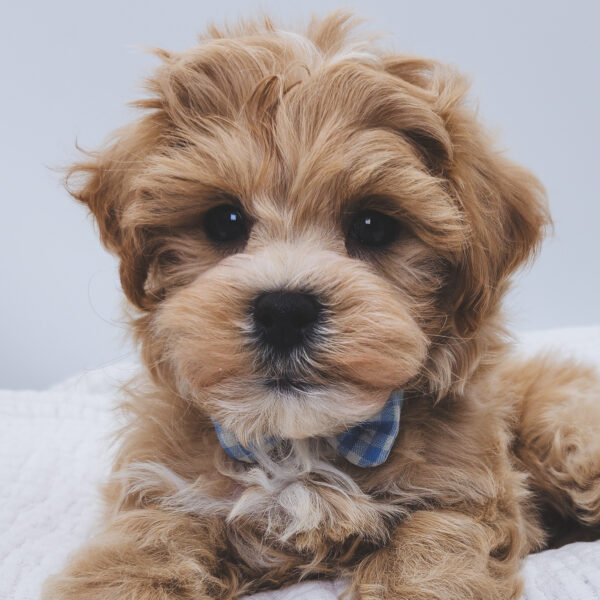 [#253129-03]  - Cream / White M Maltipoo Puppies For Sale