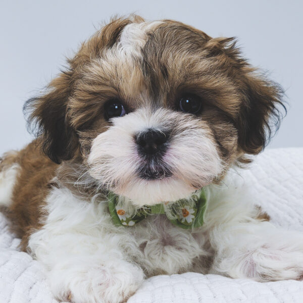 [#253150-02]  - Brown / White M Teddy Bear Puppies For Sale