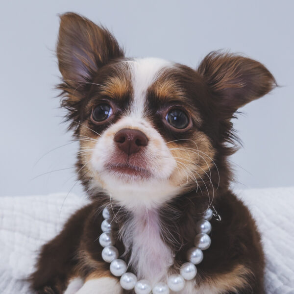 [#252907-05]  - Chocolate / White F Chihuahua Puppies For Sale
