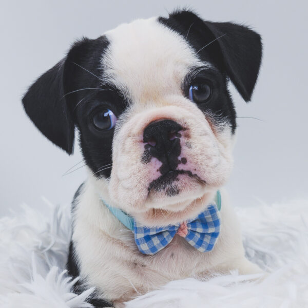 [#253188-01]  - Black / White M Frug Puppies For Sale