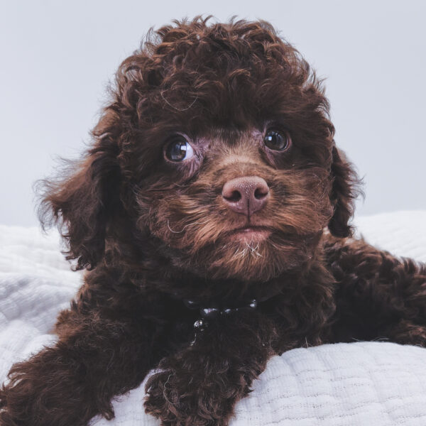 [#253118-03]  - Chocolate F Labradoodle Mini 2nd Gen Puppies For Sale