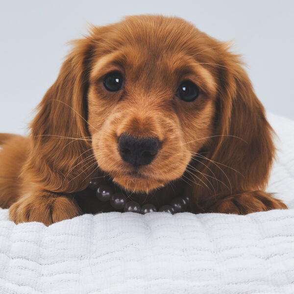 [#253120-03]  - Red F Dachshund Puppies For Sale