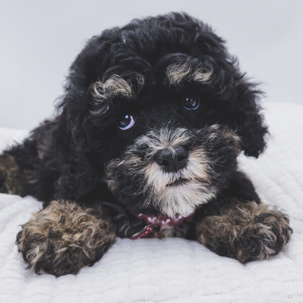 [#253098-06]  - Black White / Tan F Bernedoodle Mini 2nd Gen Puppies For Sale