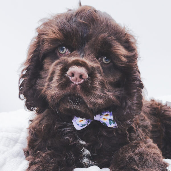 [#253168-03]  - Chocolate M Cocker Spaniel Puppies For Sale