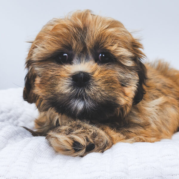 [#253200-01]  - Brindle M Lhasa Apso Puppies For Sale