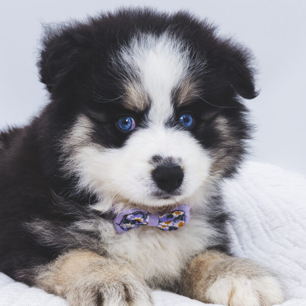 [#253328-02]  - Black / White M Pomsky 2nd Gen Puppies For Sale